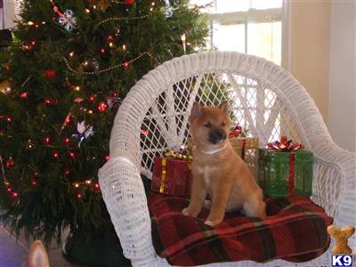 Shiba Inu Puppies for Sale